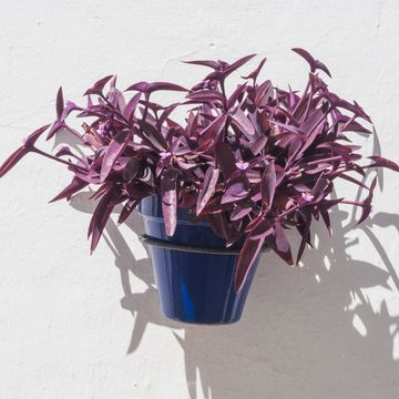 purple heart plant growing guide