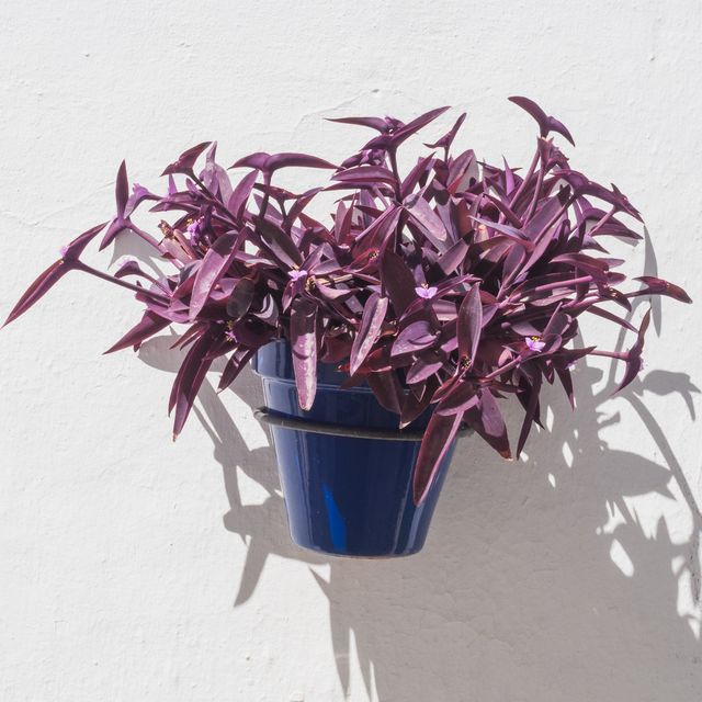 purple heart plant growing guide