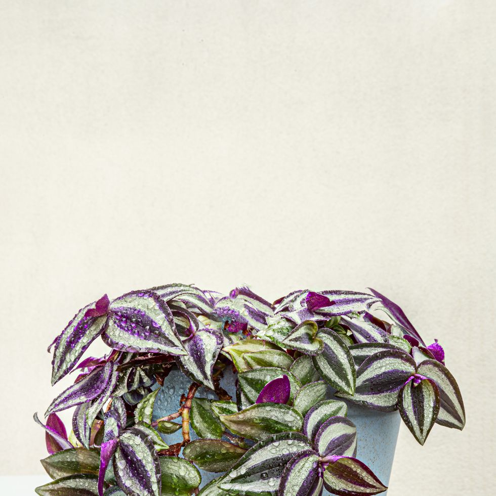 Tradescantia Zebrina en maceta para colgar de 18 cm