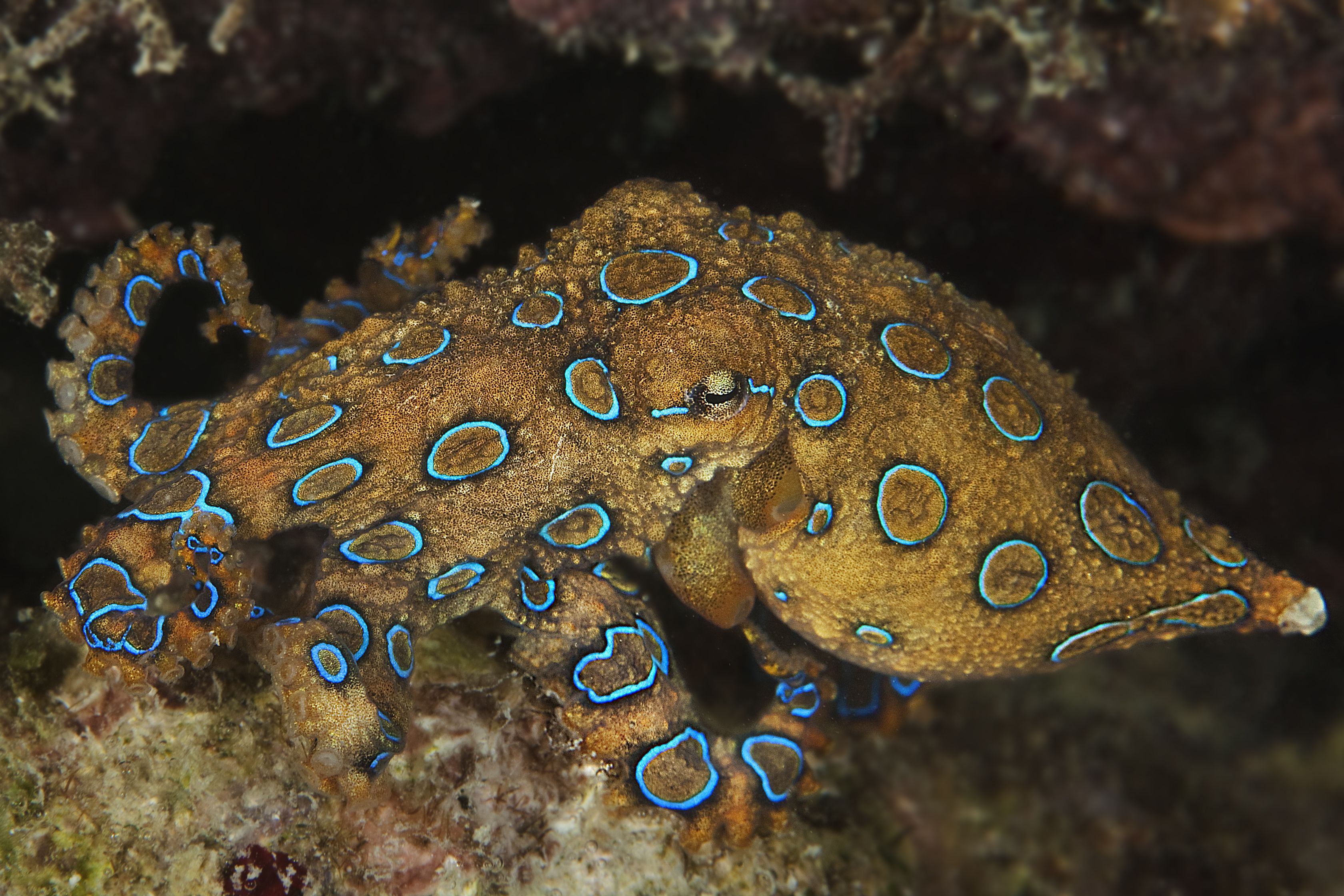 blue ringed octopus eyes