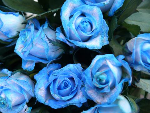 closeup of blue rose