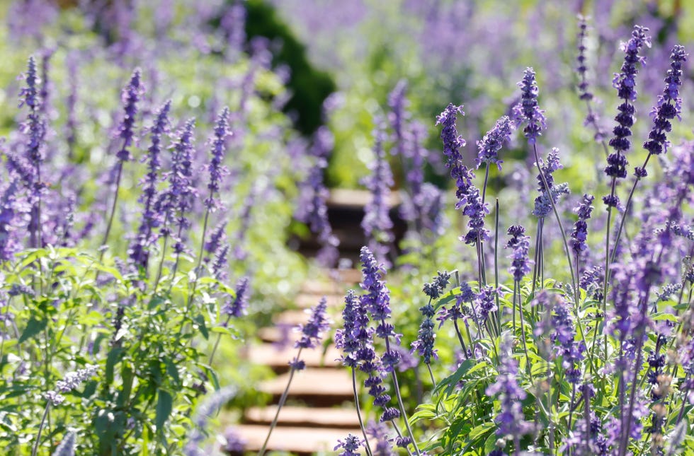 blue salvia flowers blooming under the morning sunshine