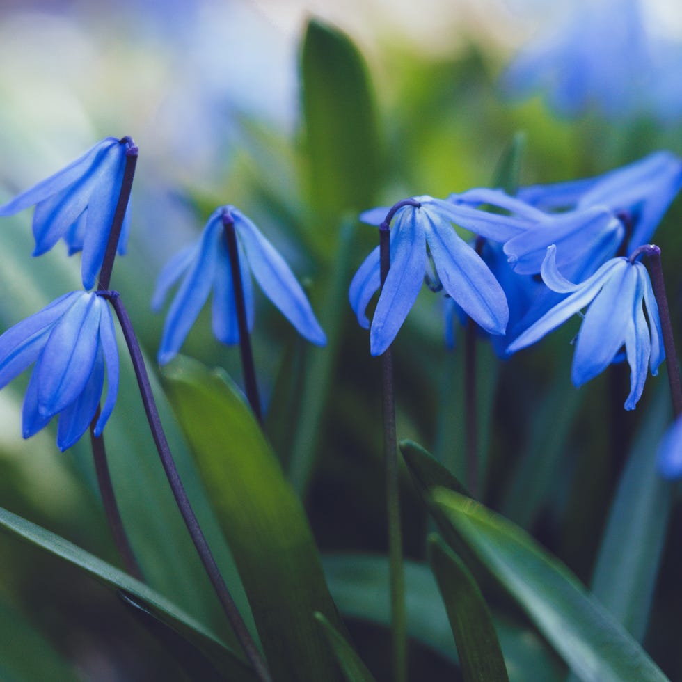 winter flowers scilla winter flowers scilla