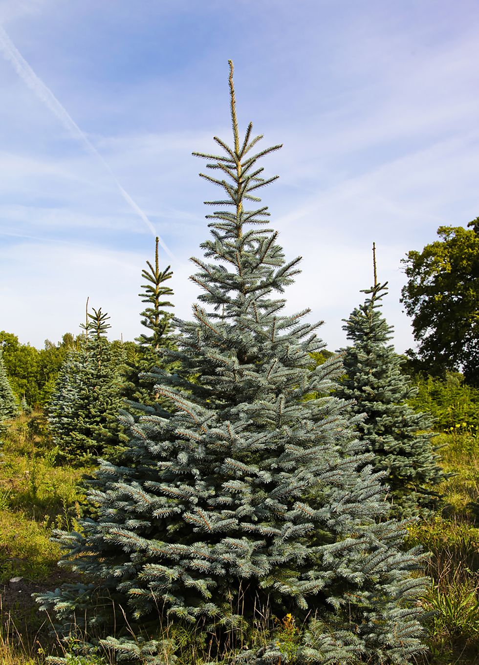 Blue spruce Christmas tree