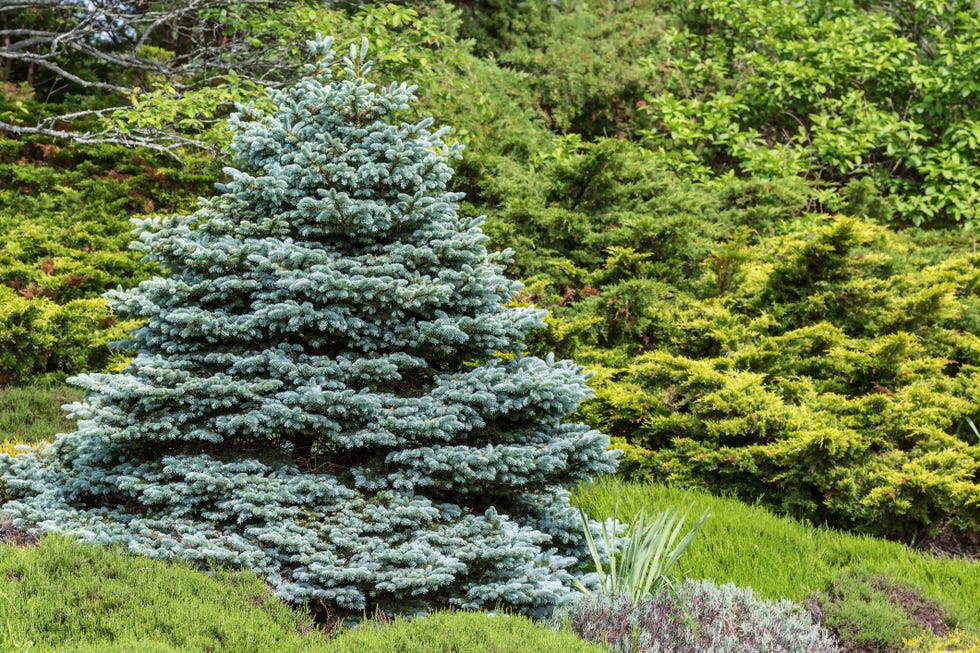 Blue Spruce