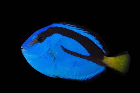 Caribische doktersvis Caribische of blauwe doktersvissen leven in het heldere water van koraalriffen Volgens experts worden elk jaar vermoedelijk zon 250000 exemplaren in het wild gevangen voor de aquariumhandel