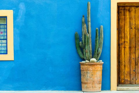 blue textured wall with a cactus plant in a pot