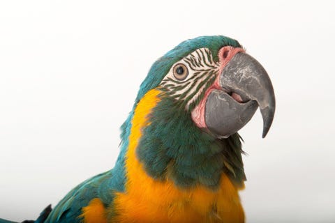 Blauwkeelara Gedacht werd dat de ernstig met uitsterving bedreigde blauwkeelara was uitgestorven maar in 1992 werd de soort herontdekt in de savanne van NoordBolivia