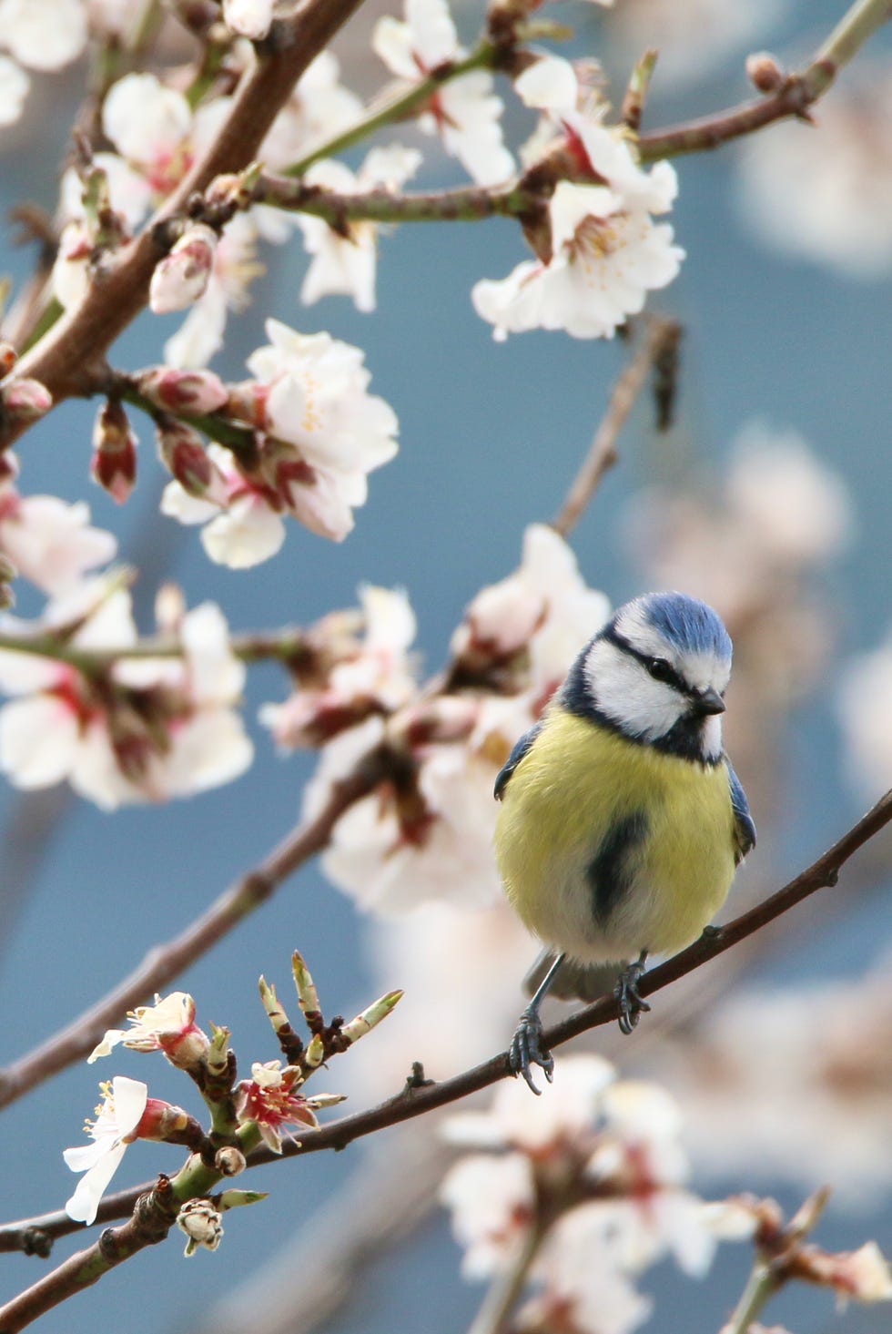 a bird sitting on a branch