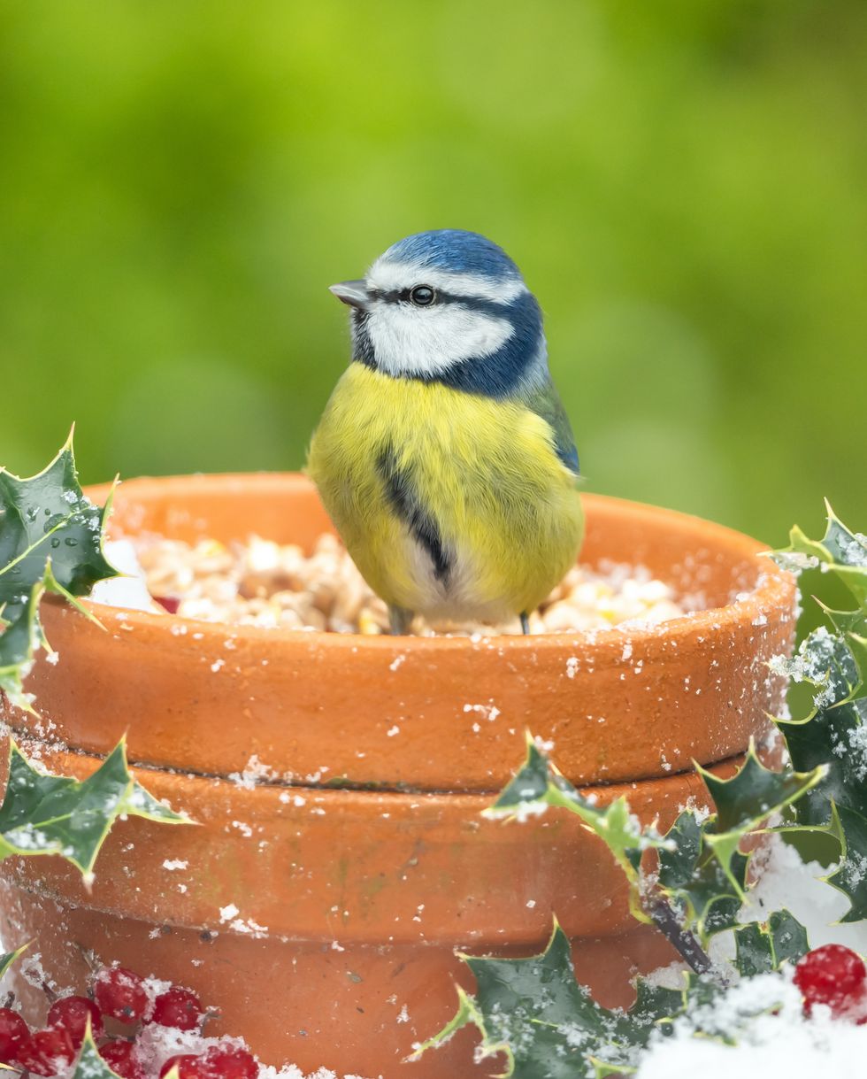 close up of a blue tit in winter with snow, holly, and red berries, sat inside a terracotta flower pot with head up facing left scientific name cyanistes caeruleus space for copy horizontal