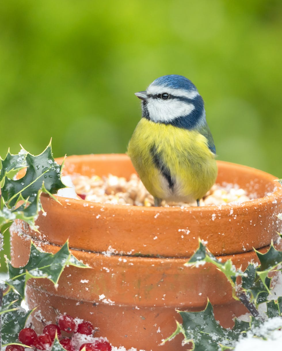 close up of a blue tit in winter with snow, holly, and red berries, sat inside a terracotta flower pot with head up facing left scientific name cyanistes caeruleus space for copy horizontal