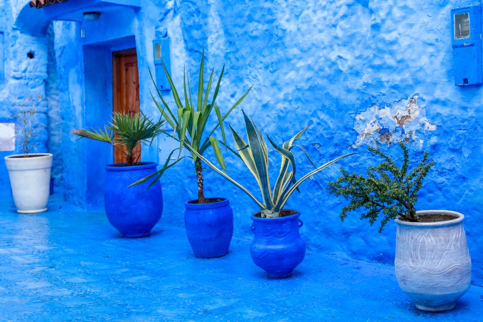 Blue, Majorelle blue, Cobalt blue, Flowerpot, Flower, Azure, Houseplant, Plant, Vase, Still life, 