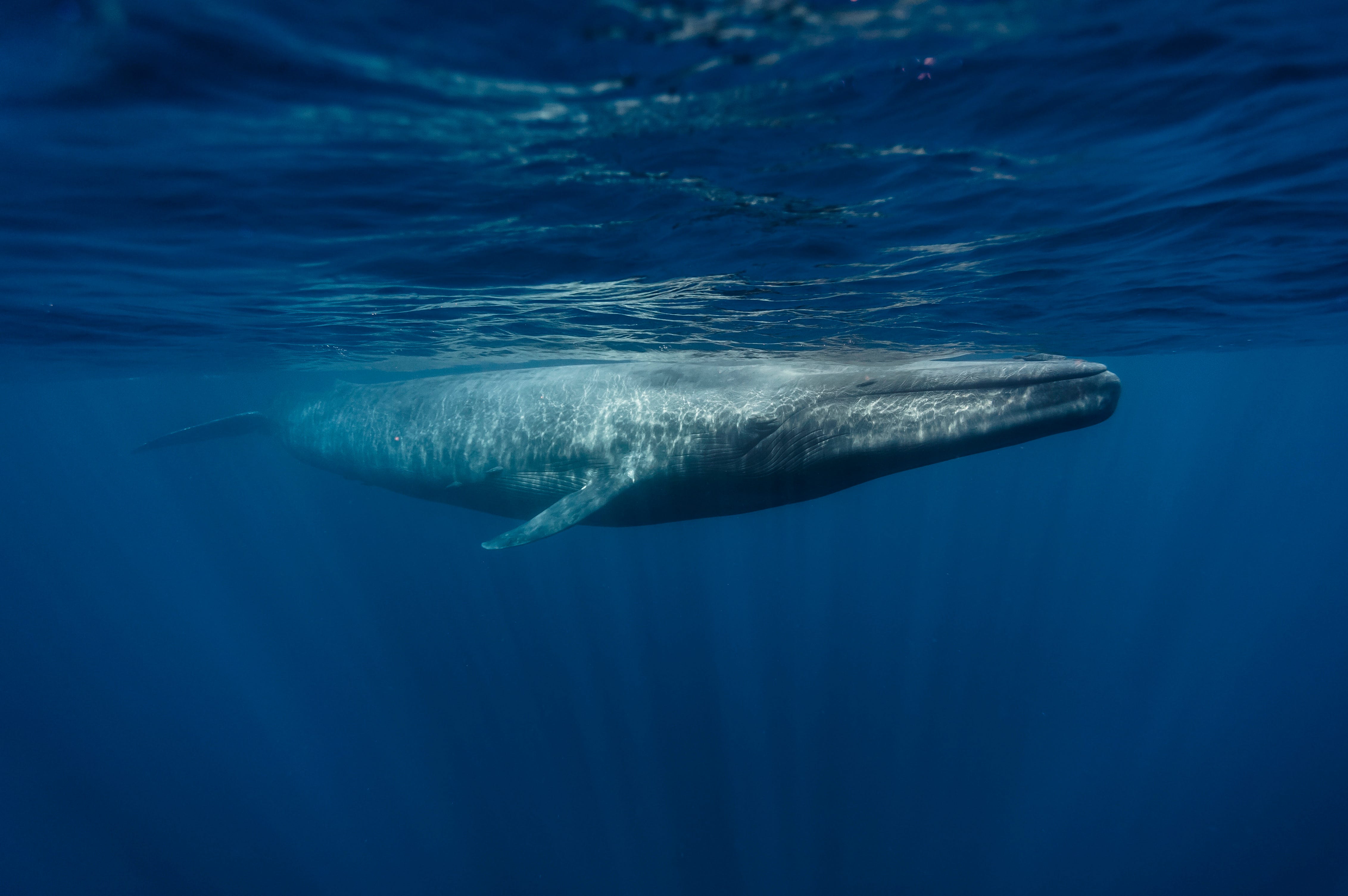 15 Cool Whale Facts and Photos for Every Animal Lover