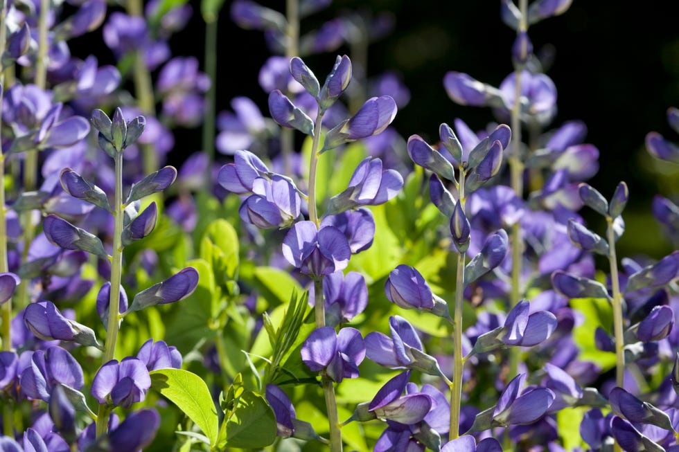 30 Best Perennial Flowers That Bloom All Year