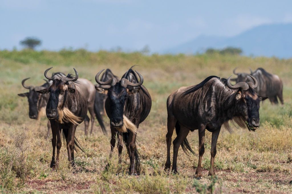wildebeest migration in ngorongoro conservation area
