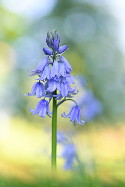 close up of bluebell flowers to plant in fall