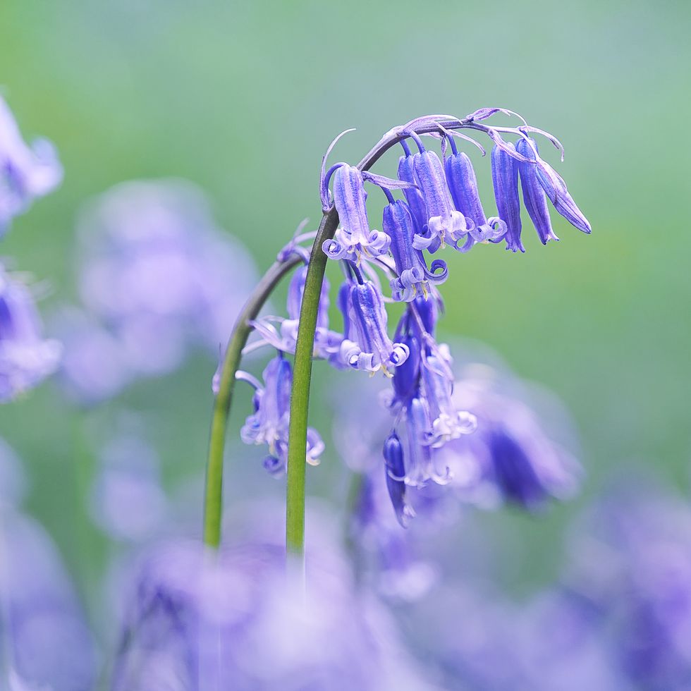 close up of native english bluebells in the softly diffused light of a woodland canopy