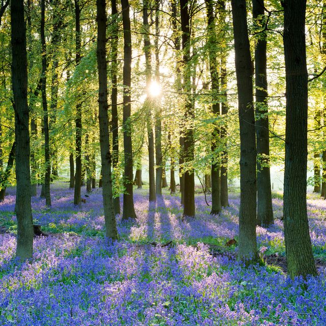 light breaking through the tress in a bluebell wood in england
