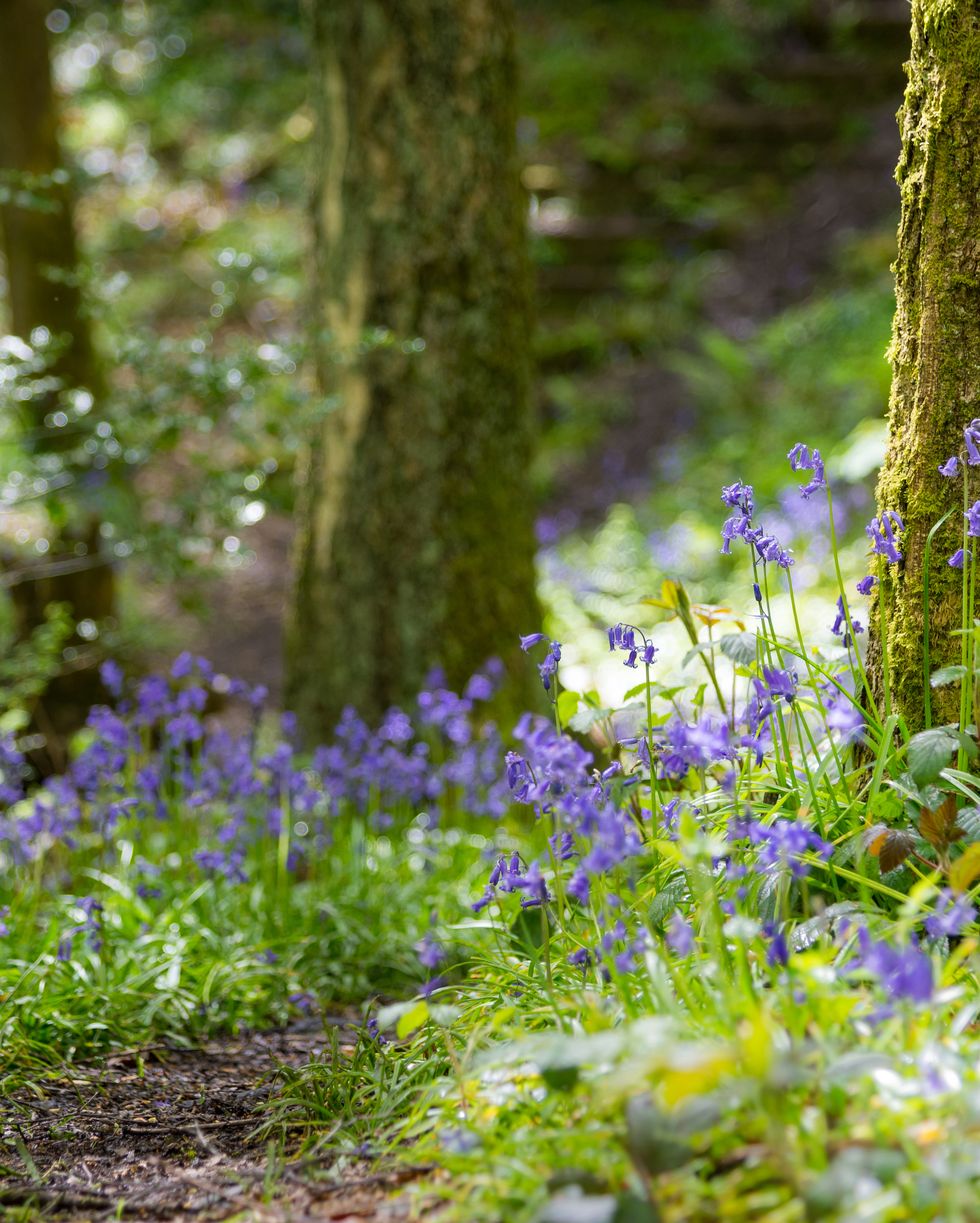 bluebells growing beside a woodland path with spring sunlight on the greenery beneath the trees a low angle view of a woodland in northern england