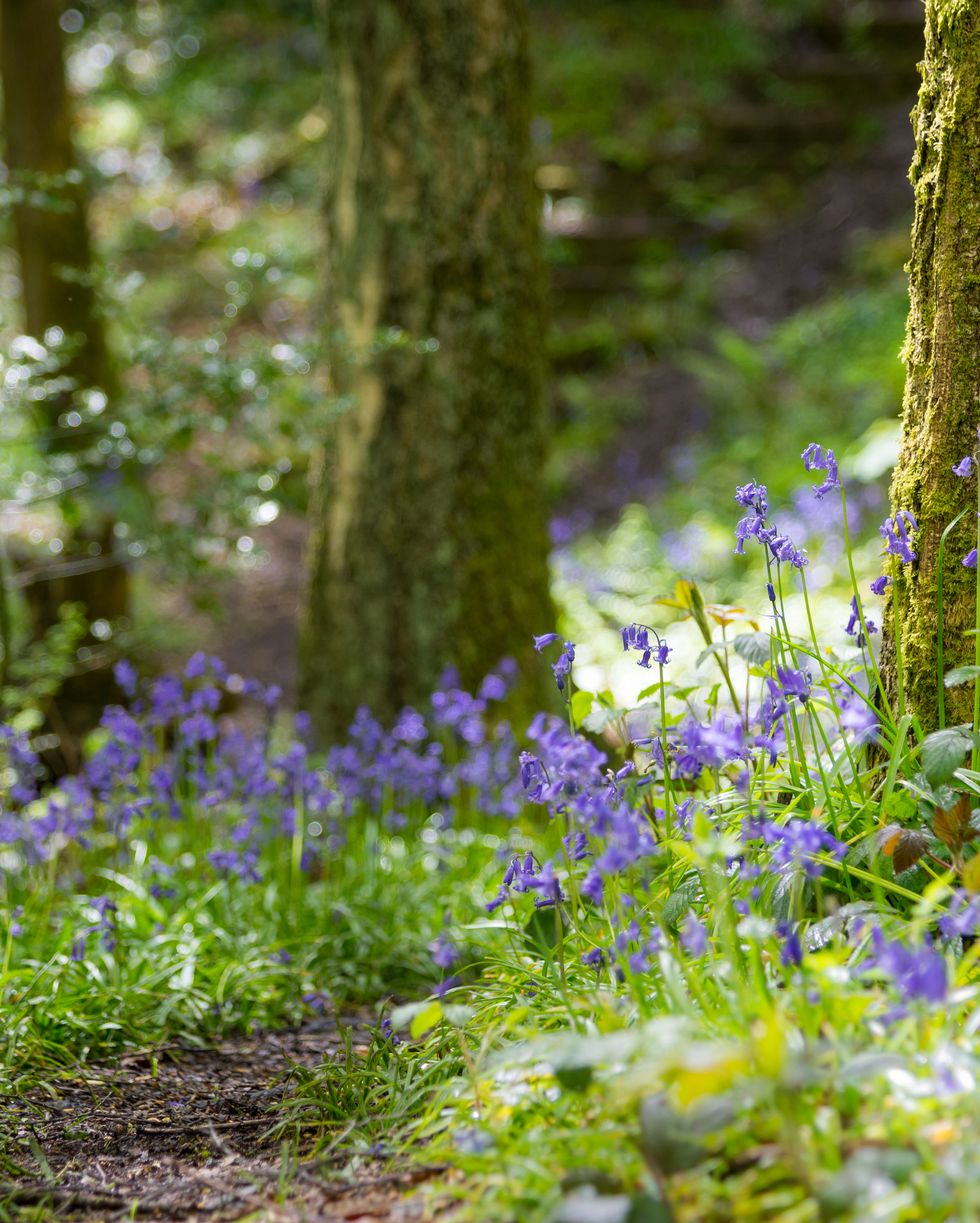 bluebells growing beside a woodland path with spring sunlight on the greenery beneath the trees a low angle view of a woodland in northern england