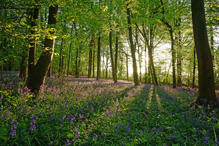 a bluebell wood, the cotswolds, england, uk
