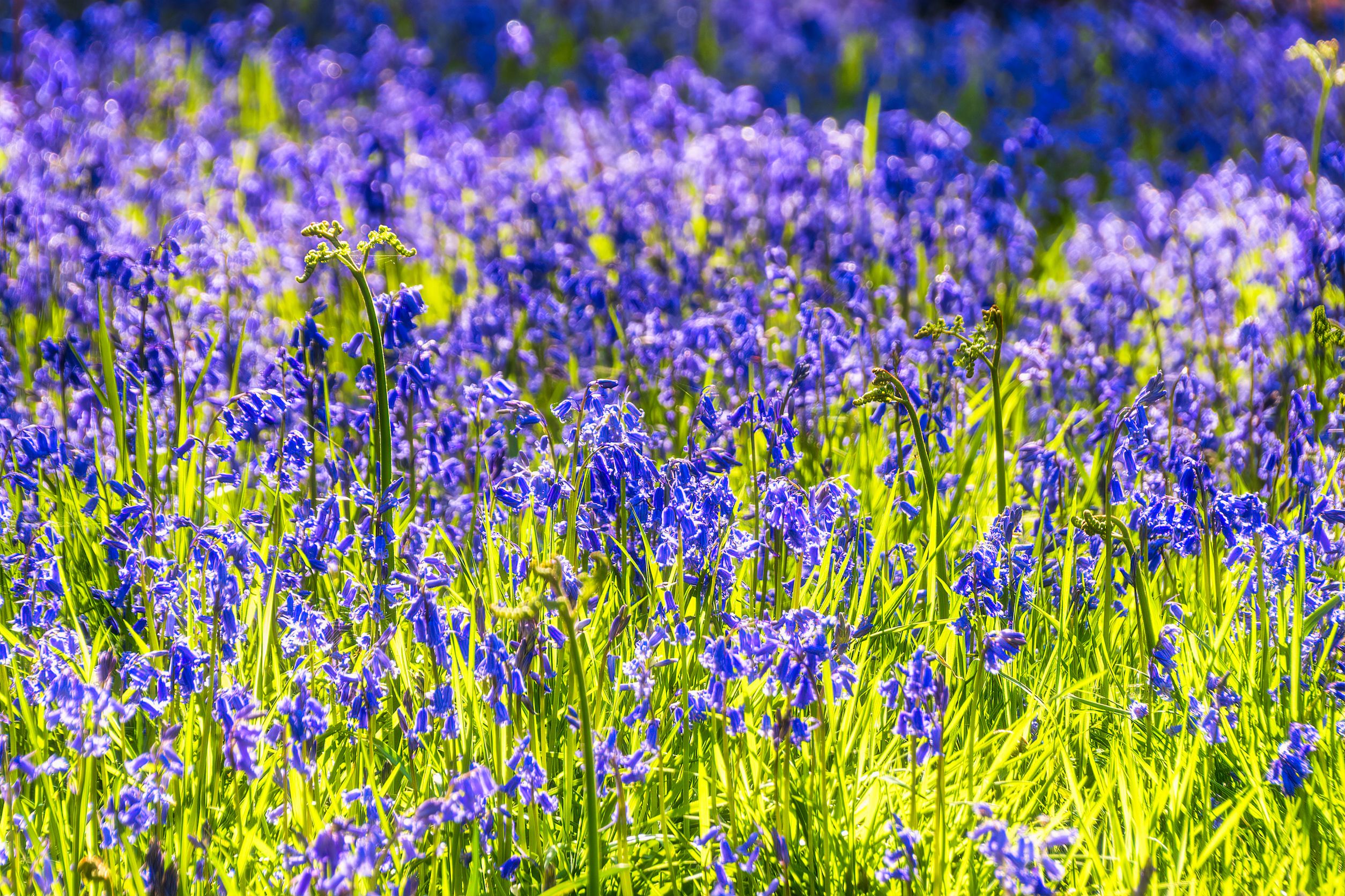 Are yellow bells store poisonous to dogs