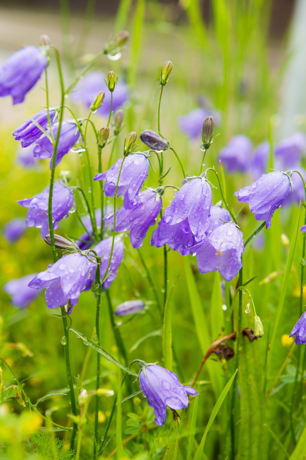 Campanula rotundifolia