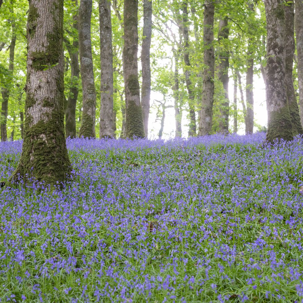 a mass of beautiful wild bluebells carpeting the ground in deciduous woodland near harlech in gwynedd