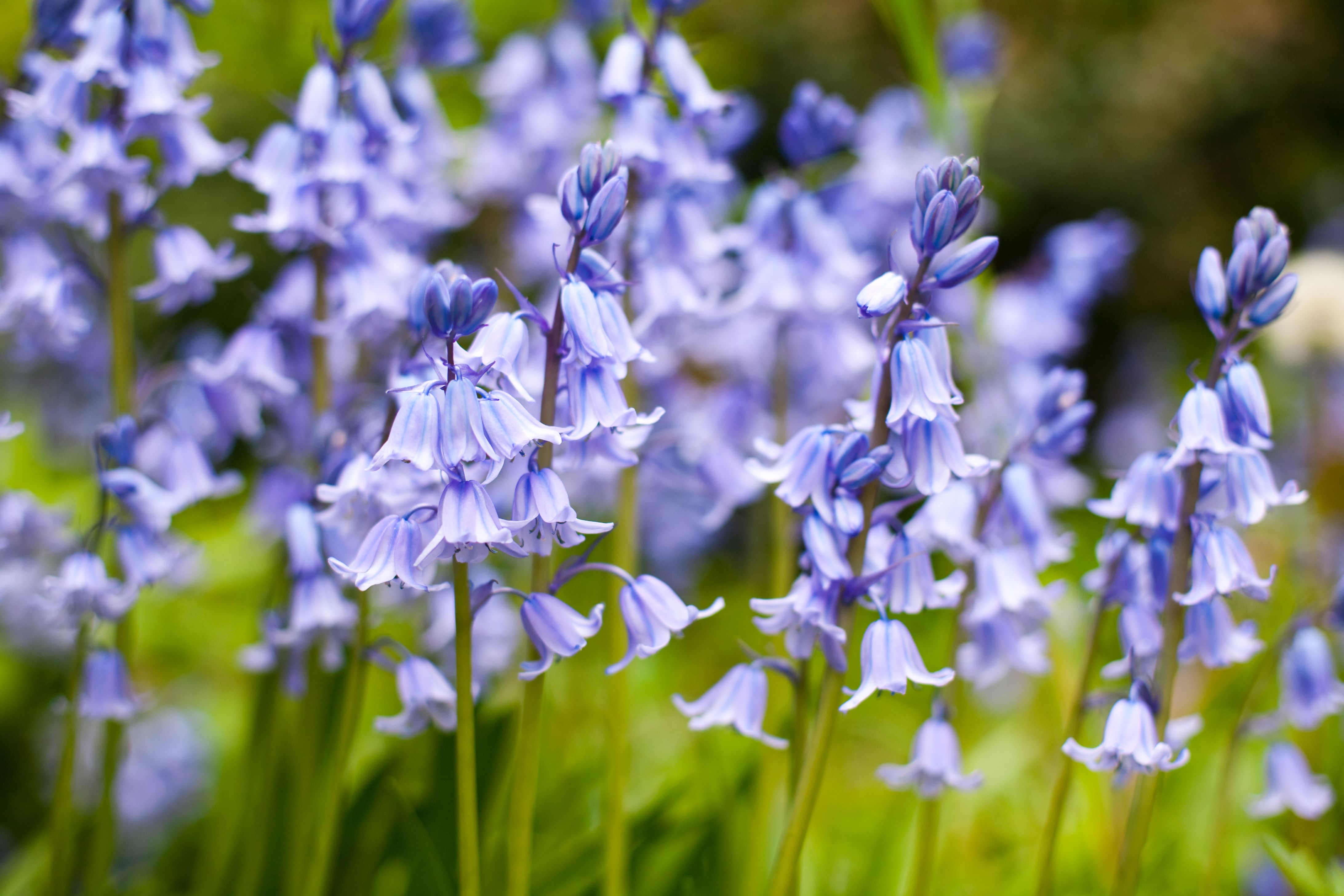 30 Best Spring Flowers to Plant in Your Garden or Yard