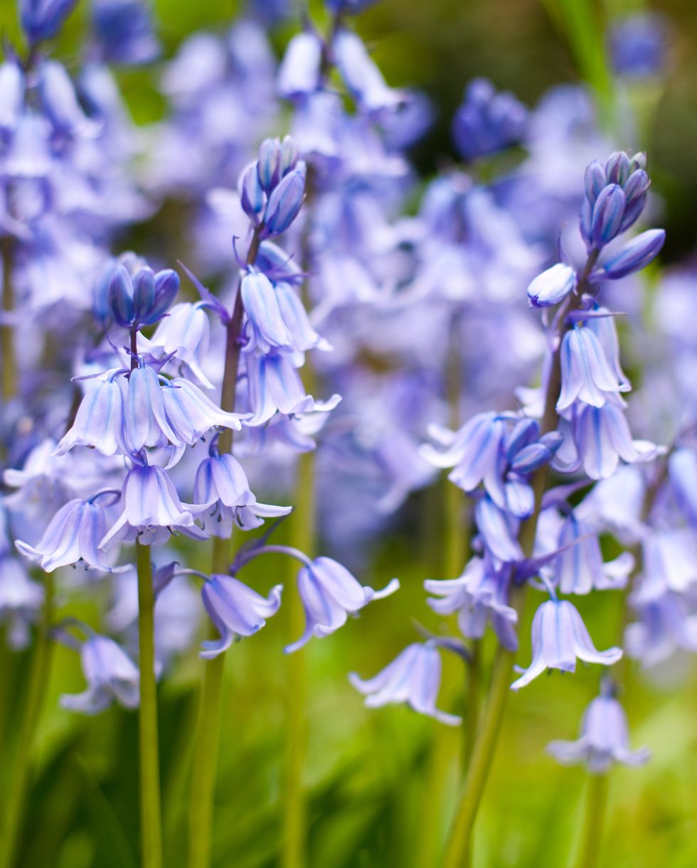 spring flowers bluebells