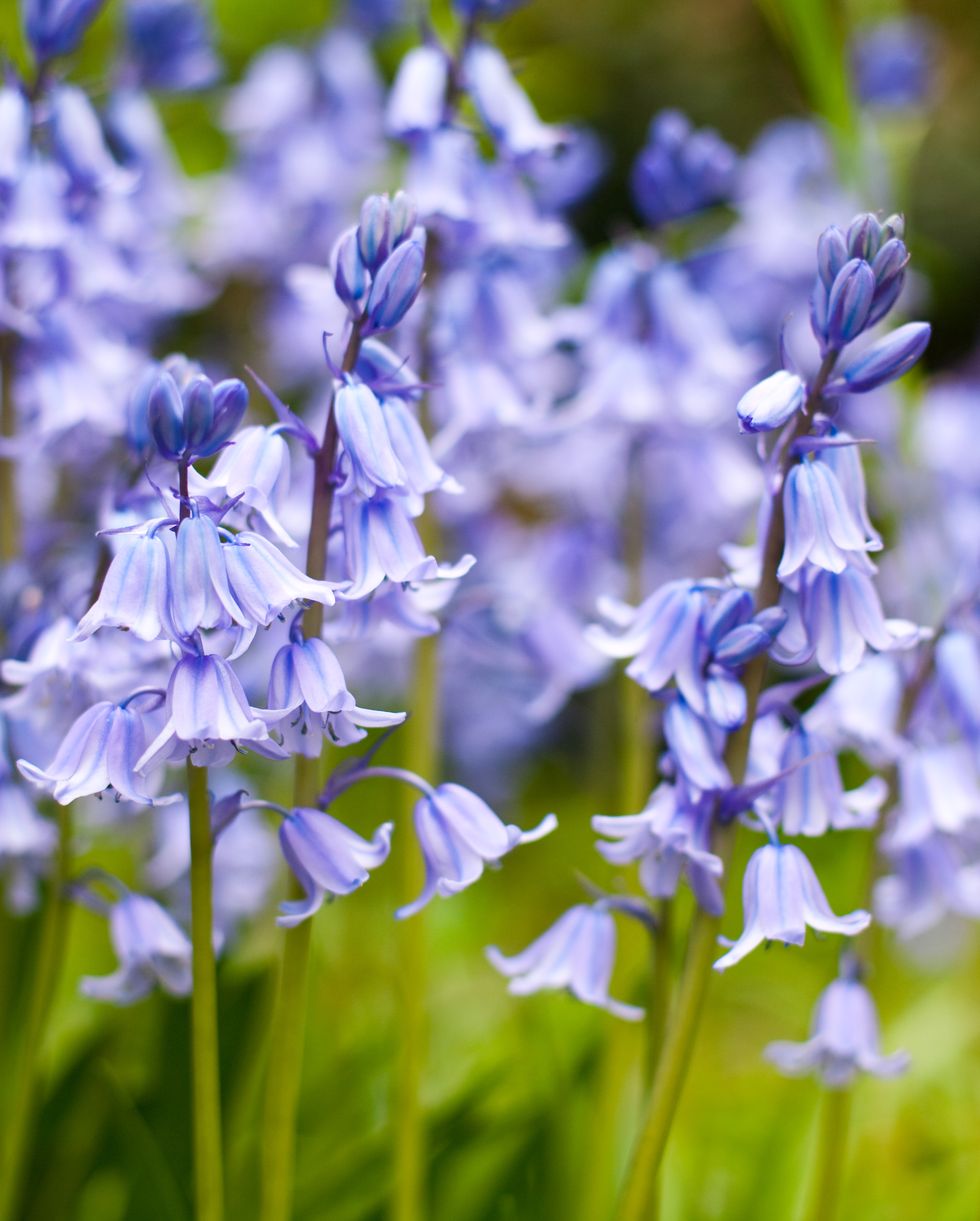 spring flowers bluebells