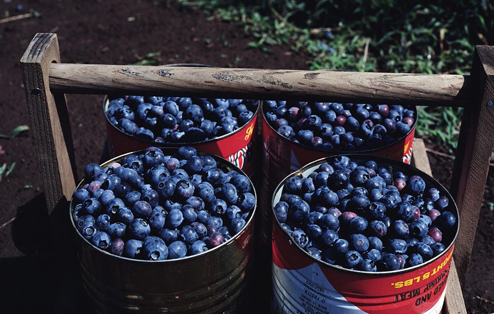 blueberries