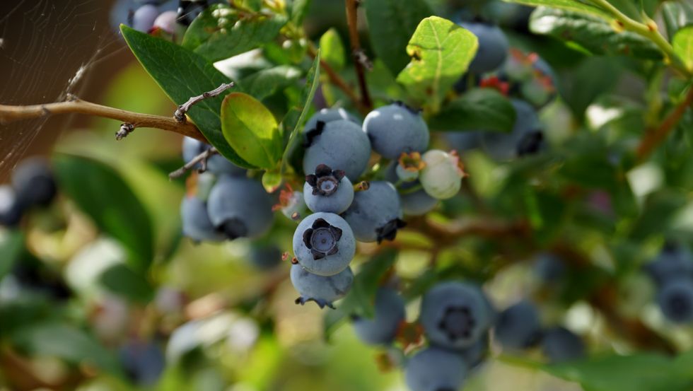 close up of blueberries on a branch