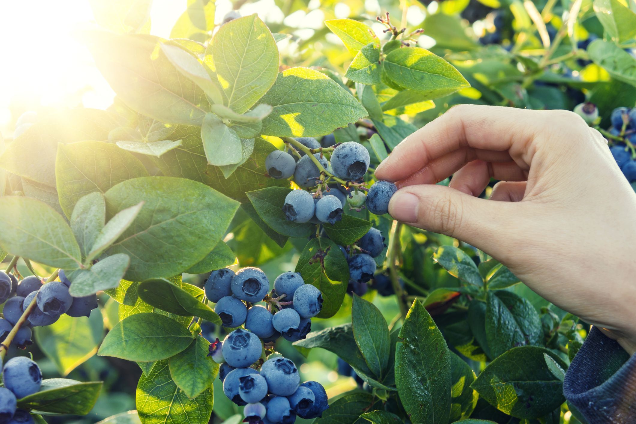 初心者でも意外と簡単！ブルーベリーの上手な育て方。ベランダの鉢植えでも実がなる！