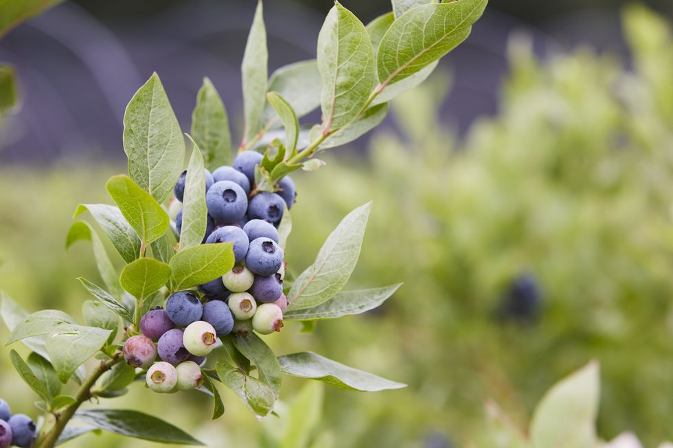 close up on blueberry plant