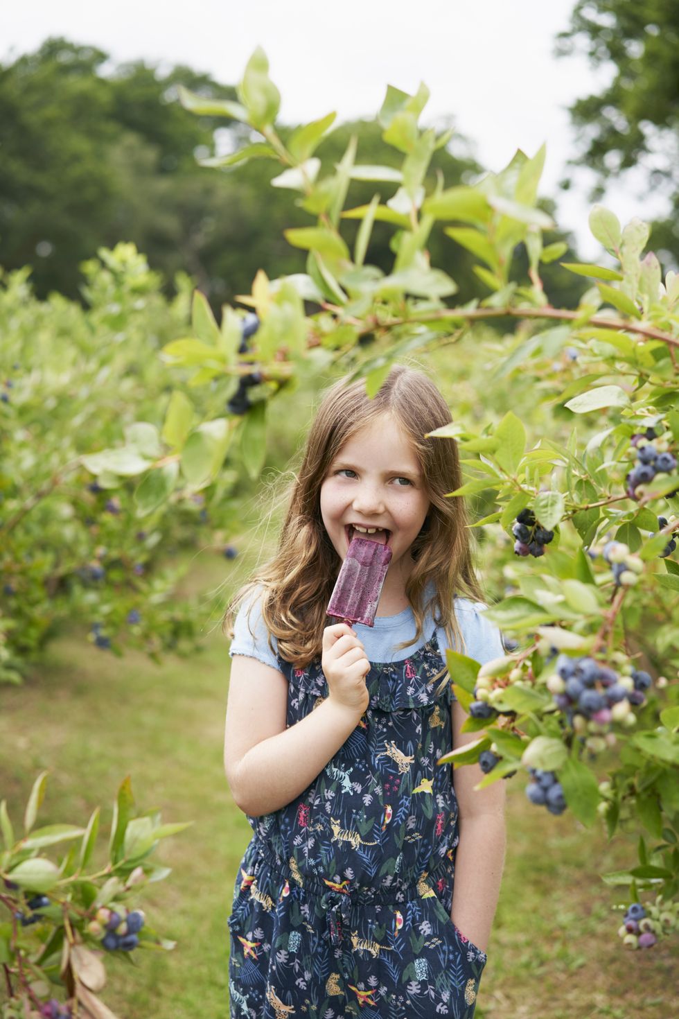 member of the benson family shown eating an ice lolly in the blueberry fields