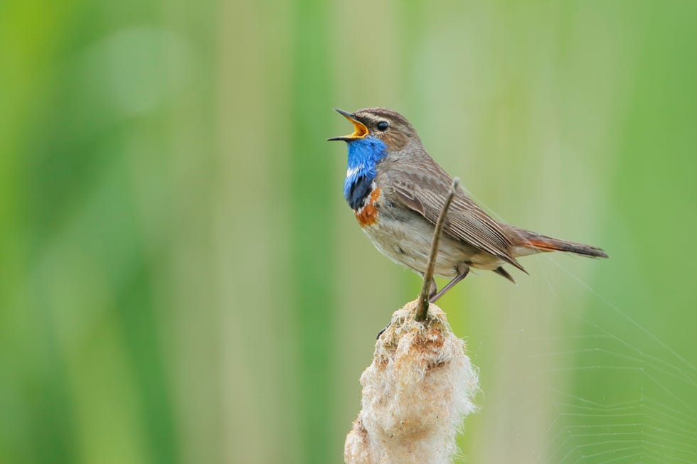 de vogel blauwborst