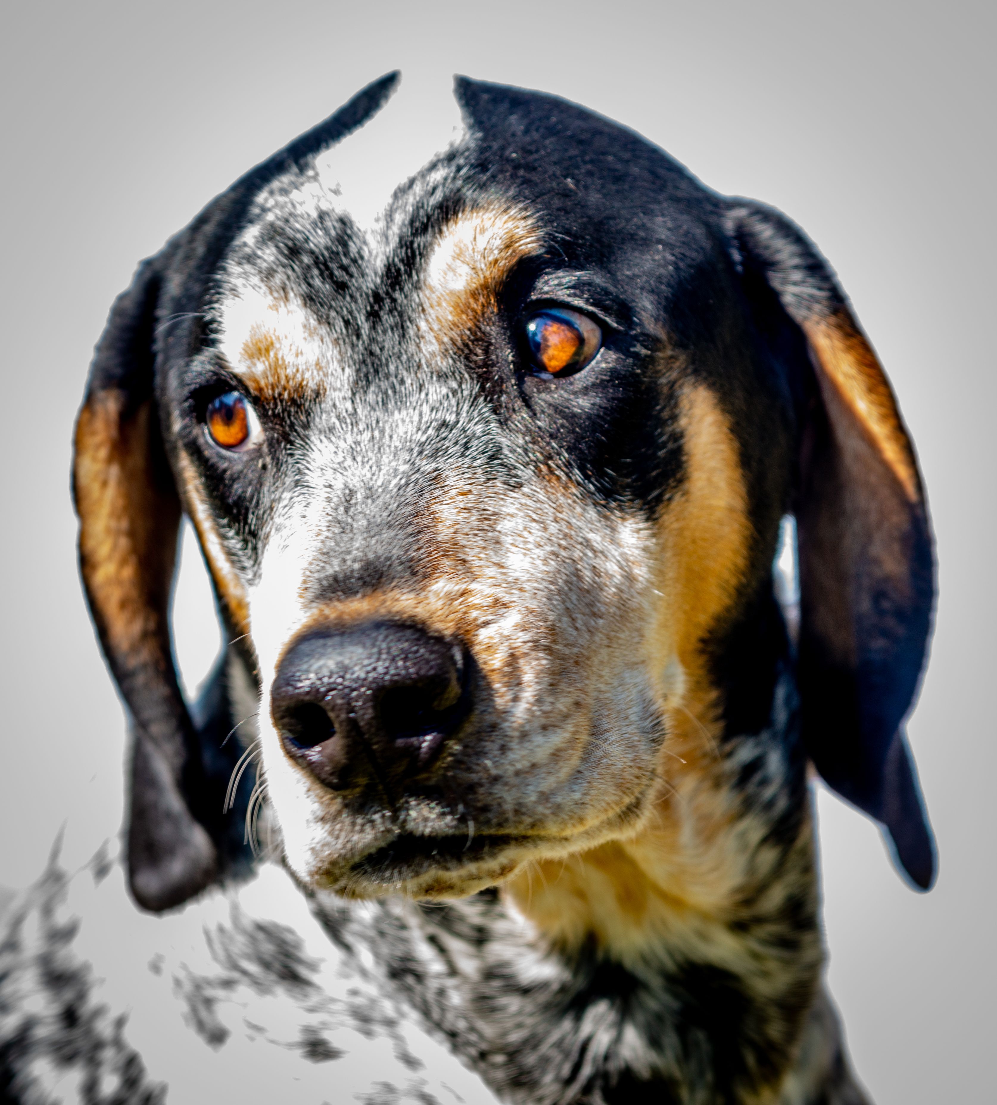 20 Best Hound Dog Breeds - Hound Dogs