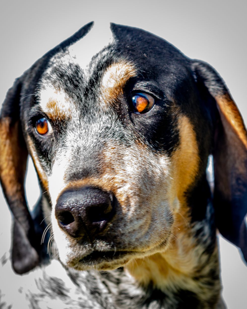 hound dog breeds bluetick coonhound