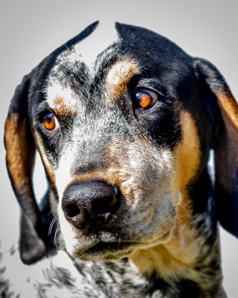 hound dog breeds bluetick coonhound