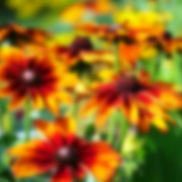 blurry photograph of colorful flowers in a sunny garden in evian les bains, haute savoie, france