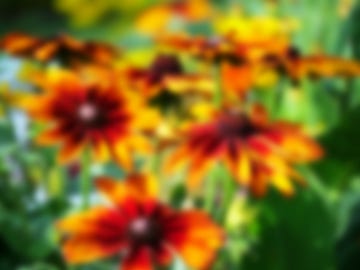 blurry photograph of colorful flowers in a sunny garden in evian les bains, haute savoie, france