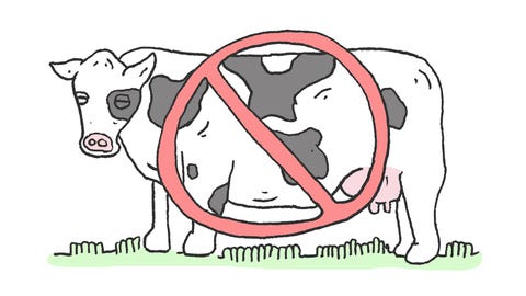 no cows