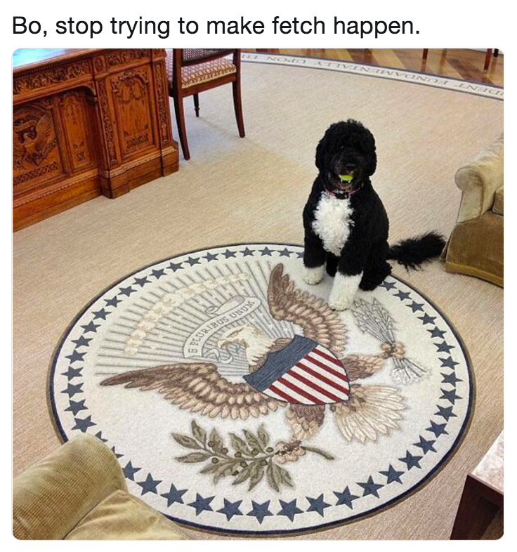 bo fetch dog meme
