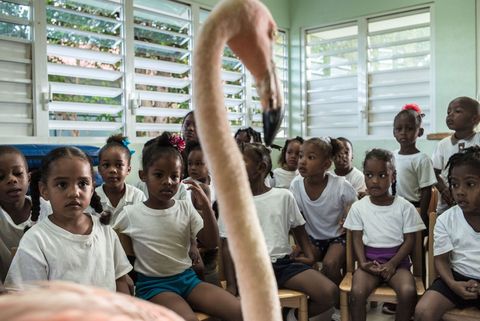 Bob brengt een bezoek aan de AE Goiloschool in Julianadorp op Curaao om kinderen iets bij te brengen over de bescherming van de natuur op en rond het eiland