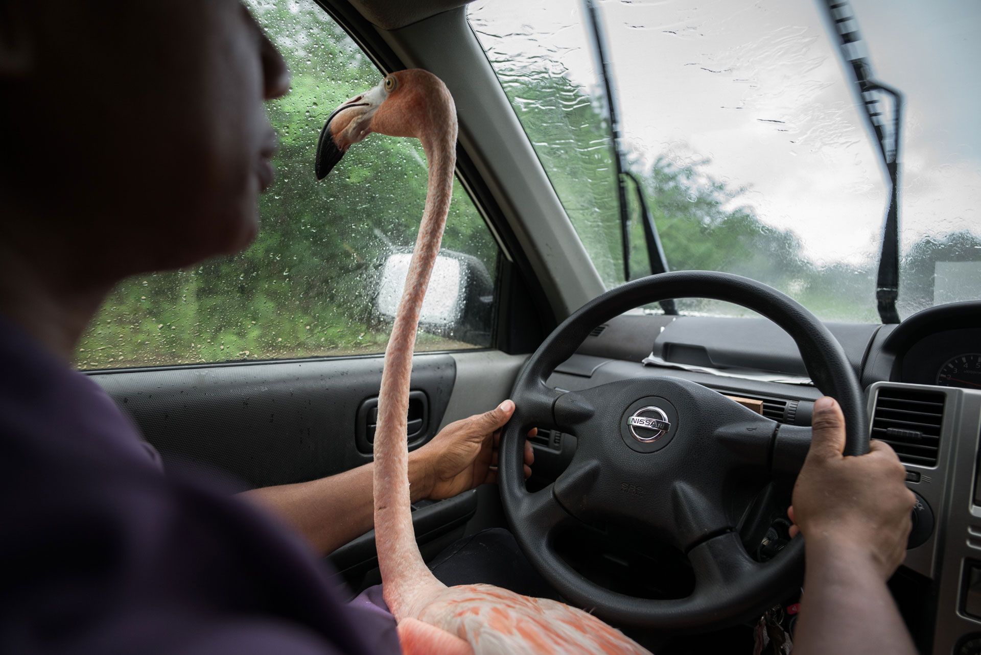 Bob zit bij Odette Doest op schoot achter het stuur terwijl ze met hem naar een school rijdt om deel te nemen aan een voorlichtingsprogramma