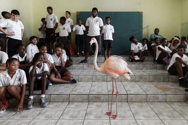 Bob de flamingo brengt een bezoek aan de AE Goiloschool in Julianadorp op Curaao om kinderen iets bij te brengen over de bescherming van de natuur op en rond het eiland De meeste kinderen hebben nog nooit een flamingo van z dichtbij gezien