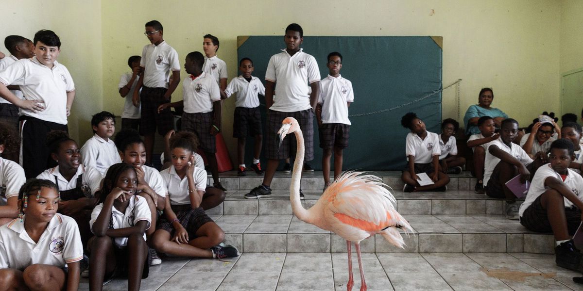 Bob de flamingo brengt een bezoek aan de AE Goiloschool in Julianadorp op Curaao om kinderen iets bij te brengen over de bescherming van de natuur op en rond het eiland De meeste kinderen hebben nog nooit een flamingo van z dichtbij gezien