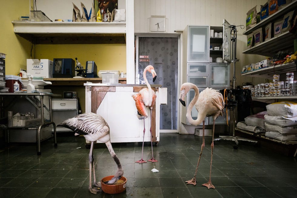 In de behandelkamer van Odette is Bob rechts in gezelschap van twee geredde flamingos De jonge vogel raakte gewond door weggelekte olie terwijl de flamingo in het midden door een hond werd gebeten en daarbij een gebroken vleugel opliep