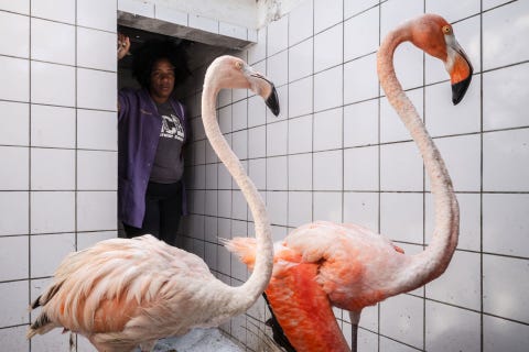 Terwijl Odette haar dierenartspraktijk en opvangcentrum uitbreidt verblijven de geredde dieren tijdelijk in de hondenkennel naast Odettes huis Flamingo Bob links zorgt ervoor dat andere patinten zich meer op hun gemak voelen